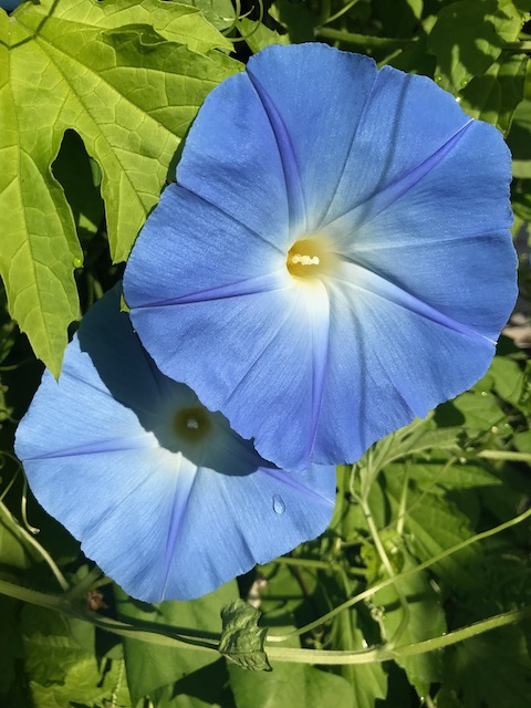 ipomoea tricolor heavenly blue