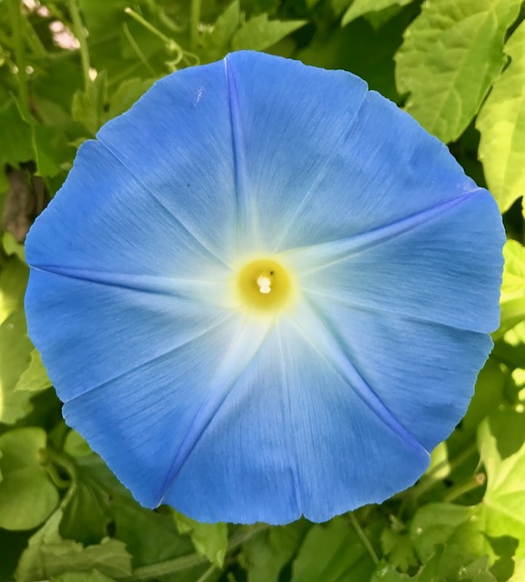 Ipomoea tricolor ‘Heavenly Blue’ (seed)