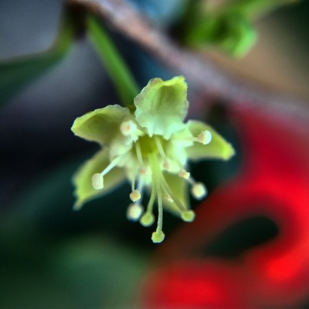 Erythroxylum australe flower