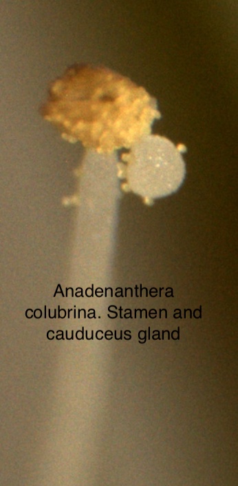 A. colubrina stamen and gland