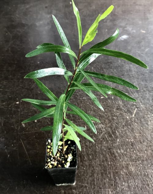 Pittosporum angustifolium – Gumbi Gumbi (plant)