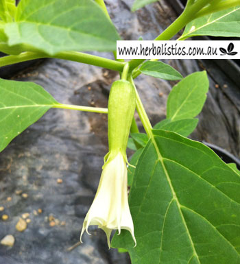Datura leichhardtii – Native Thornapple (seed)
