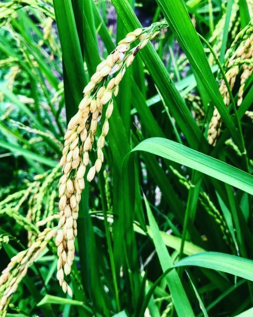 Oryza sativa – Black Rice (seed)