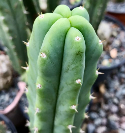 Trichocereus ‘HB04’ (cactus)