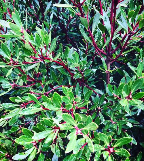 Tasmannia lanceolata – Mountain Pepper (seed)