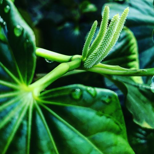 Macropiper latifolium – False Kava (plant)