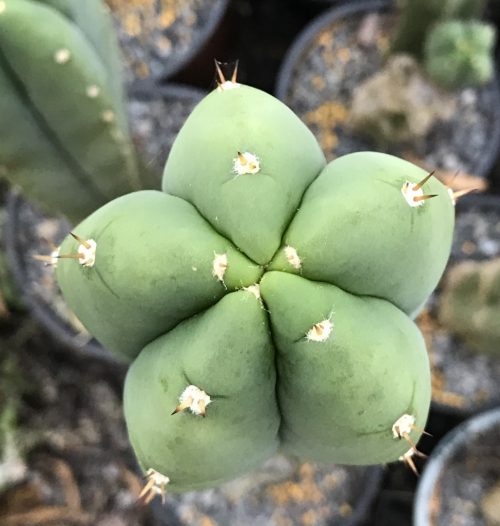 Trichocereus ‘HB05’ x ‘HB01’ (5 cactus)
