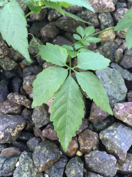 Gynostemma pentaphyllum – Jiaogulan (plant)