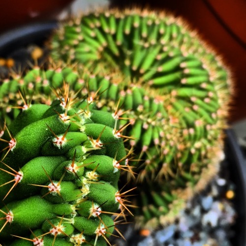 Trichocereus ‘TPM x (SS02 x T. pachanoi)’ (cactus)