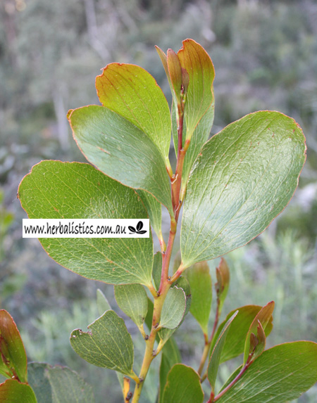 Acacia phlebophylla