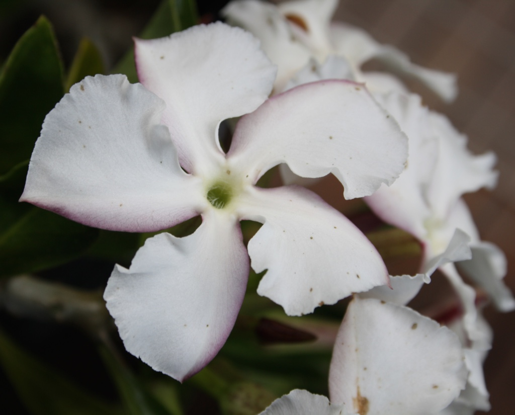 Pachypodium saundersii – Kudu Lily (seed)