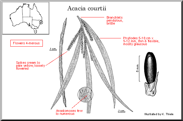 Acacia courtii