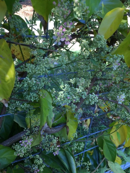 Banisteriopsis caapi flowers