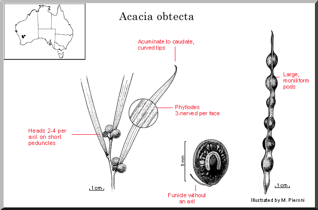 Acacia obtecta (seed)