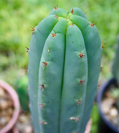 Trichocereus ‘HB02’ x ‘HB01’ (5 cactus)
