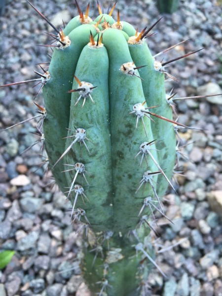 Cactus Graines x50 Trichocereus peruvianus Peruvian Torch 