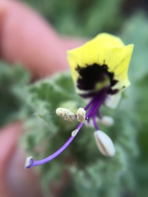 Hyoscyamus aureus – Golden Henbane (seed)