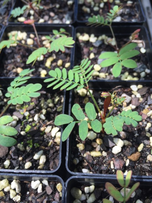 Acacia phlebophylla seedlings