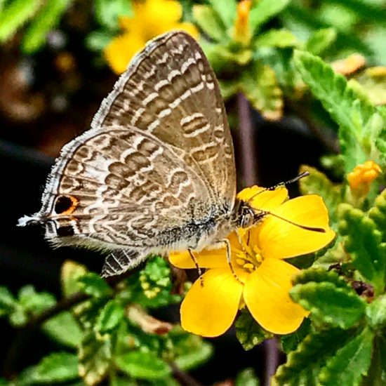 Turnera diffusa with butterfly