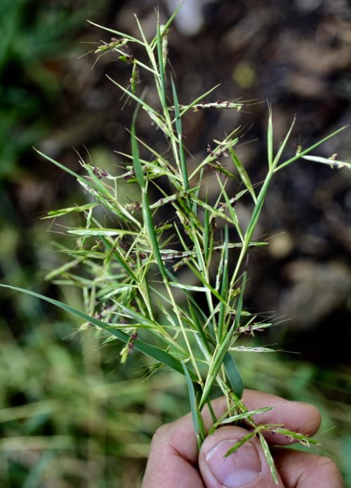 Cymbopogon martinii – Palmarosa Grass (plant)