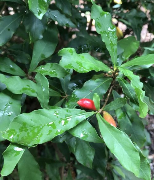 Synsepalum dulcificum – Miracle fruit (plant)