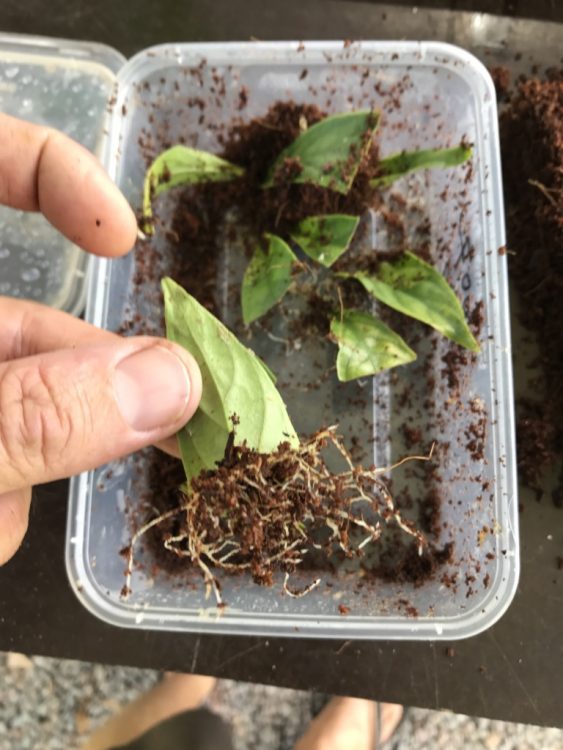 Takeaway Tek - Psychotria leaves