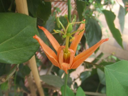 Passiflora aurantia – Native Passionfruit (seed)