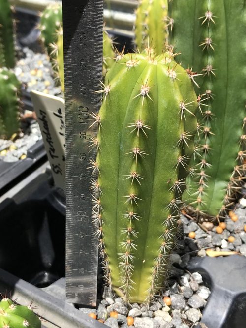 Trichocereus terscheckii (SS) x T.scopulicola (cactus)