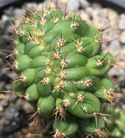 Trichocereus ‘TPM x Sharxx Blue’ (cactus)