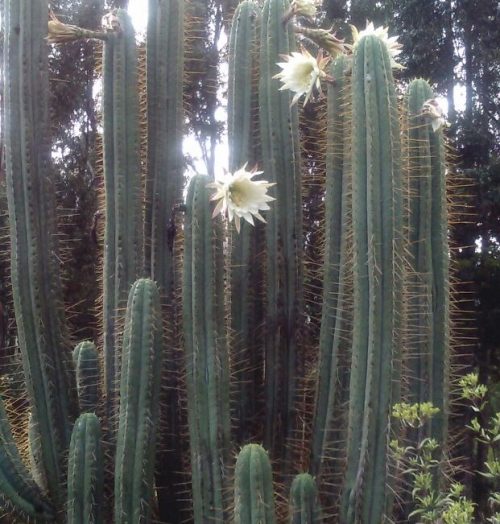 Trichocereus peruvianus ‘Huarimayo’ (cactus)