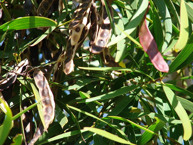 Acacia confusa - Formosa Wattle (seed) | Herbalistics