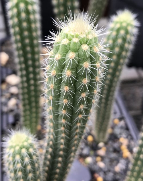 Cactus sp. ‘Magay’ (cactus)