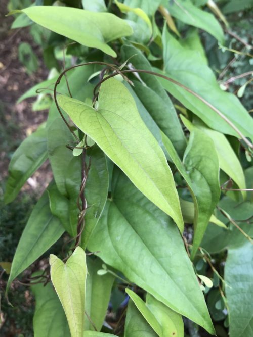Dioscorea transversa – Pencil Yam (plant)