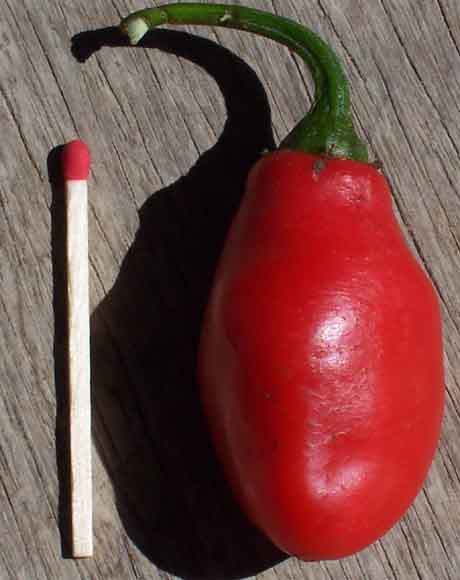 Capsicum pubescens ‘Red Rocoto’ (seed)