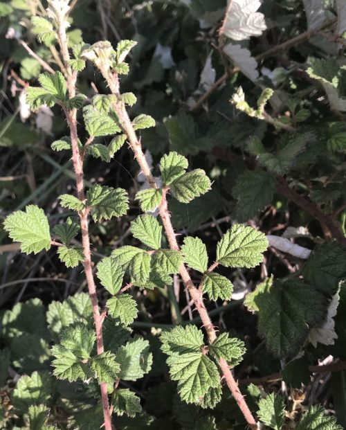 Rubus parvifolius – Wild Raspberry (plant)