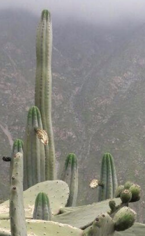 Trichocereus pachanoi ‘Huaral’ (cactus)