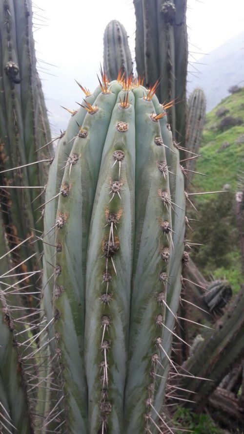 Trichocereus peruvianus ‘Collana Pichu’ (cactus)
