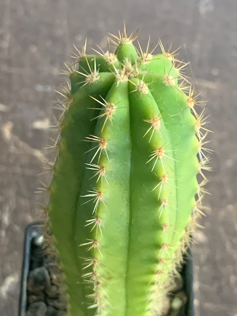 Trichocereus terscheckii (SS) x T.scopulicola – variegated (cactus)