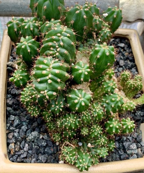 Trichocereus peruvianus ‘Huarimayo’ monstrose (cactus)