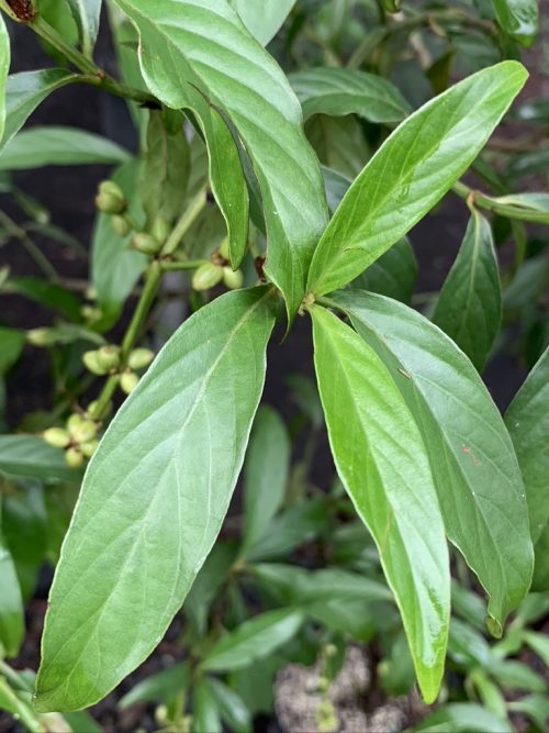 Psychotria cv. ‘DW14’ (plant)