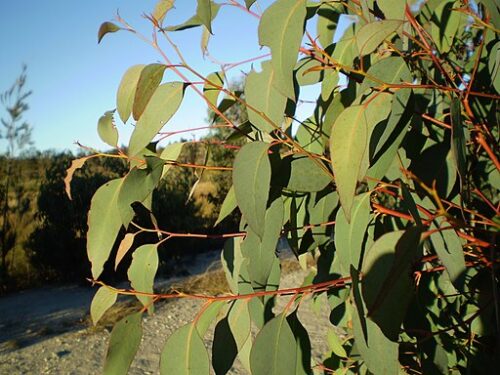 Eucalyptus olida – Strawberry Gum (plant)