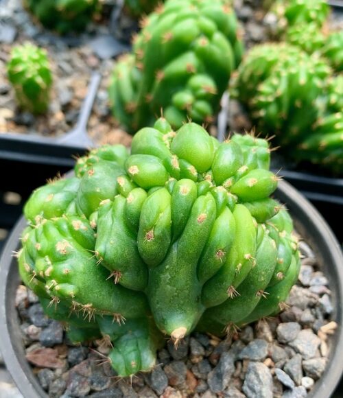 Trichocereus peruvianus ‘Huarimayo 2’ monstrose (cactus)