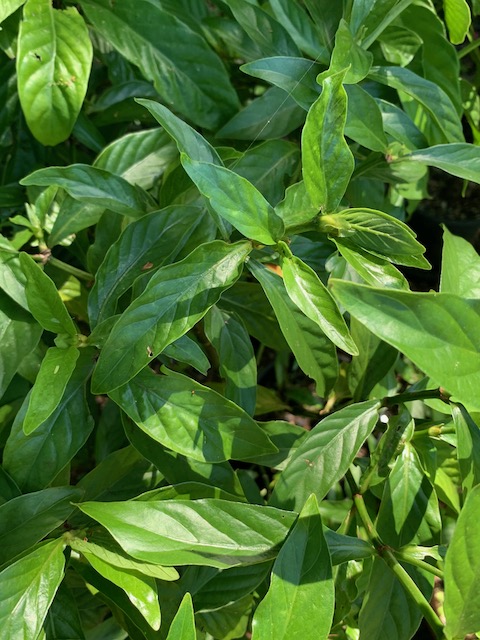 Psychotria cv. ‘DW13’ (plant)