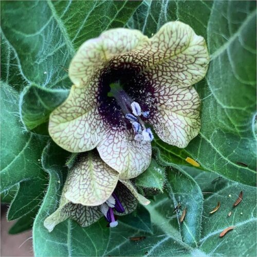 Hyoscyamus niger – Black Henbane (seed)