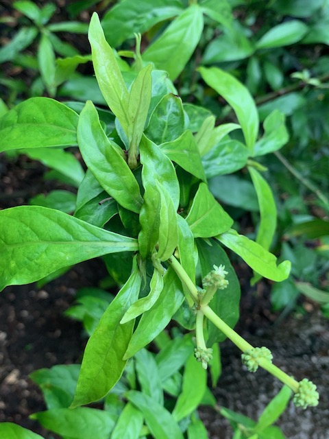 Psychotria cv. ‘DW09’ (plant)