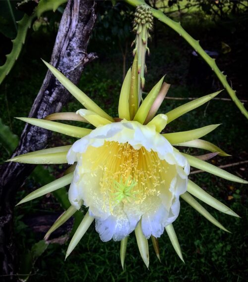 Hylocereus megalanthus – Yellow Pitaya (cactus)
