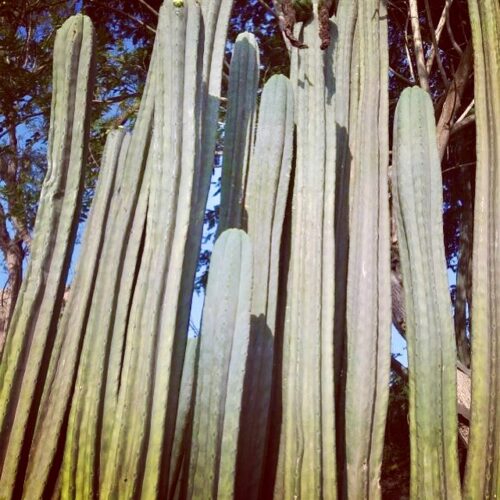 Trichocereus pachanoi ‘Nahuel’ (cactus)