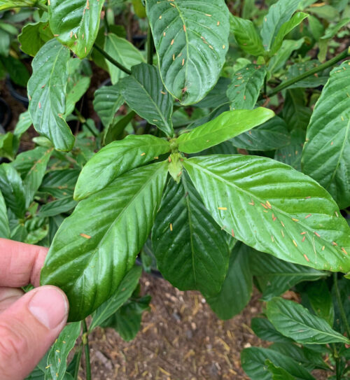 Psychotria viridis – Chacruna ‘Pucallpa’ (seed)