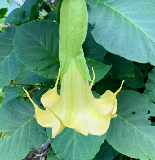 Brugmansia hybrid ‘Yellow’ (plant)