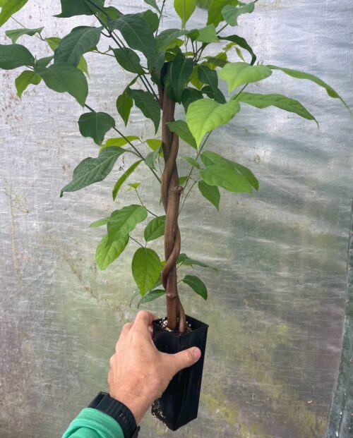 Banisteriopsis caapi ‘Ayahuasca Vine’ – Double Helix (plant) Pickup only